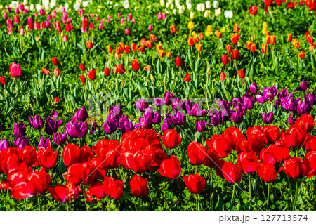 香焼チューリップまつり2025 【長崎市】 香焼チューリップまつり2025 【長崎市】 127713574