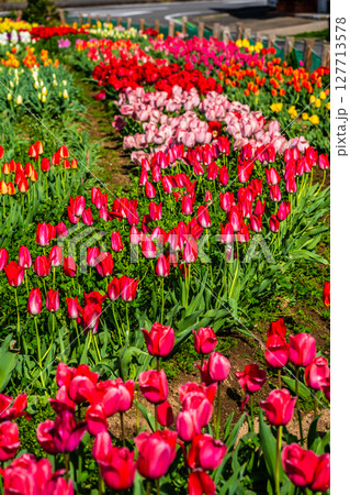 香焼チューリップまつり2025 【長崎市】 香焼チューリップまつり2025 【長崎市】 127713578