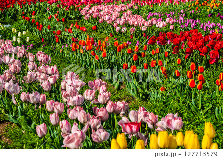 香焼チューリップまつり2025　【長崎市】 127713579