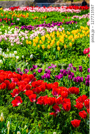 香焼チューリップまつり2025　【長崎市】 127713597