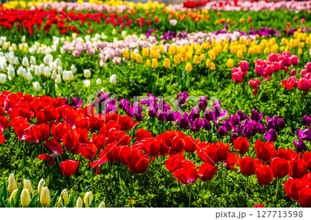 香焼チューリップまつり2025　【長崎市】 127713598