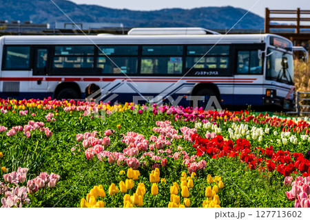 香焼チューリップまつり2025 バスと共に 【長崎市】 香焼チューリップまつり2025 バスと共に 【長崎市】 127713602