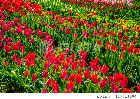 香焼チューリップまつり2025　【長崎市】 127713604