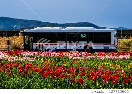 香焼チューリップまつり2025　バスと共に　【長崎市】 127713606