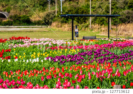 香焼チューリップまつり2025　【長崎市】 127713612