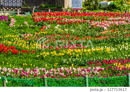 香焼チューリップまつり2025　【長崎市】 127713617