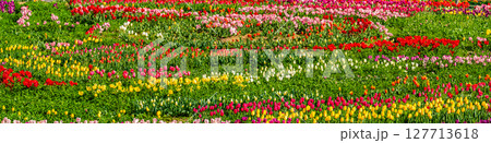 香焼チューリップまつり2025　パノラマ　【長崎市】 127713618