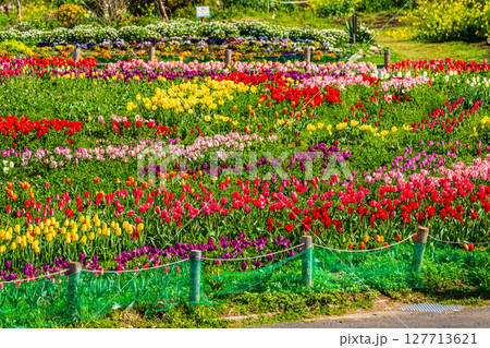 香焼チューリップまつり2025　【長崎市】 127713621