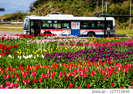 香焼チューリップまつり2025　バスと共に　【長崎市】 127713640