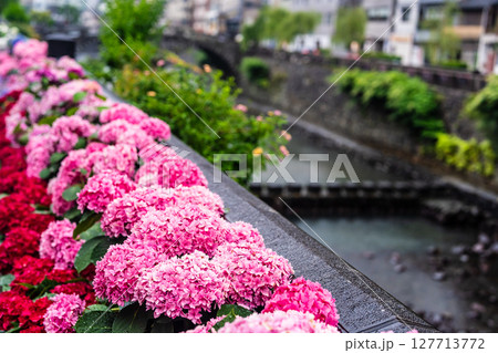 雨の日の眼鏡橋のアジサイ【長崎市】 127713772
