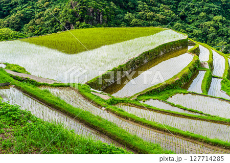 大中尾棚田　田植え後　【長崎市】 127714285