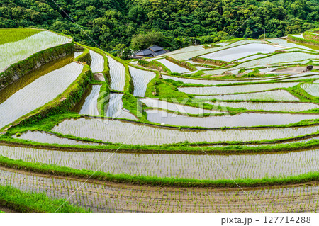 大中尾棚田　田植え後　【長崎市】 127714288