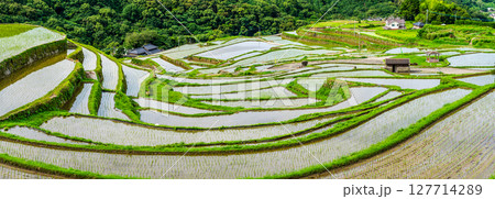 大中尾棚田　田植え後　パノラマ　【長崎市】 127714289