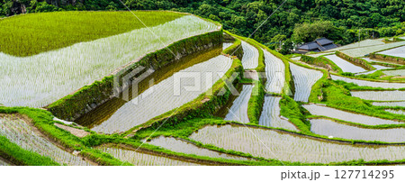 大中尾棚田　田植え後　パノラマ　【長崎市】 127714295
