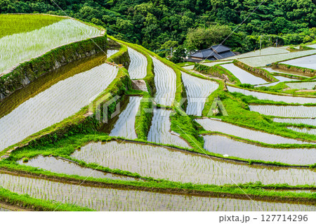 大中尾棚田　田植え後　【長崎市】 127714296