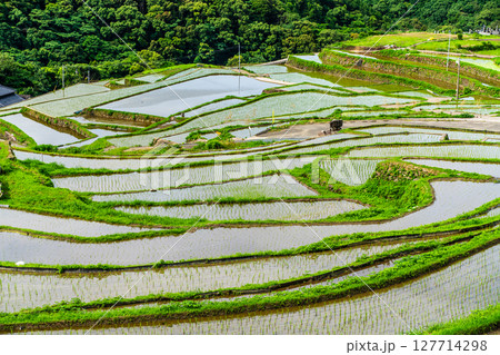 大中尾棚田　田植え後　【長崎市】 127714298