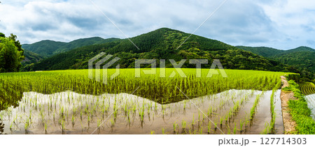 大中尾棚田　田植え後　パノラマ　【長崎市】 127714303