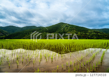 大中尾棚田　田植え後　【長崎市】 127714310