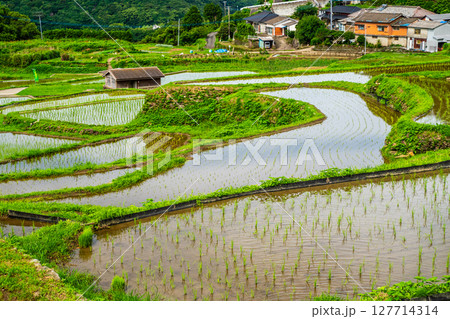 大中尾棚田 田植え後 【長崎市】 大中尾棚田 田植え後 【長崎市】 127714314