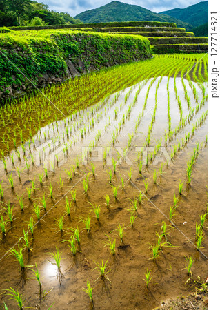 大中尾棚田　田植え後　【長崎市】 127714321