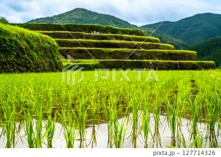 大中尾棚田　田植え後　【長崎市】 127714326