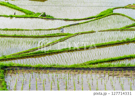 大中尾棚田　田植え後　【長崎市】 127714331