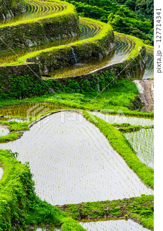 大中尾棚田　田植え後　【長崎市】 127714341