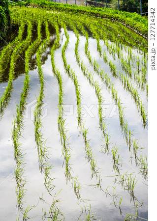 大中尾棚田　田植え後　【長崎市】 127714342