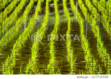 大中尾棚田　田植え後　【長崎市】 127714346