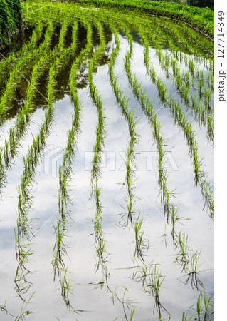 大中尾棚田　田植え後　【長崎市】 127714349