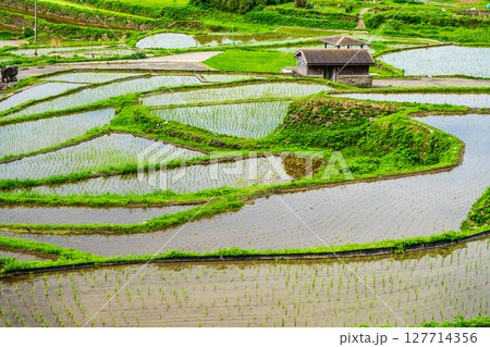 大中尾棚田 田植え後 【長崎市】 大中尾棚田 田植え後 【長崎市】 127714356