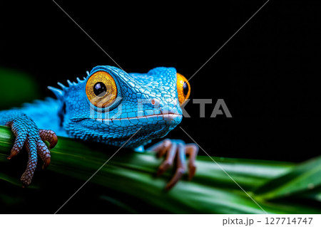 A blue gecko sitting on top of a green leaf 127714747