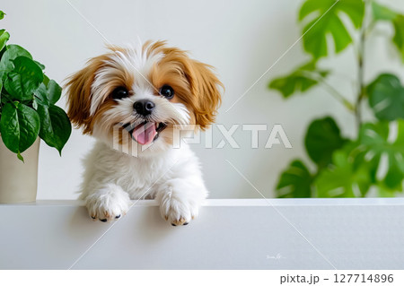 A small brown and white dog sitting on top of a white table 127714896