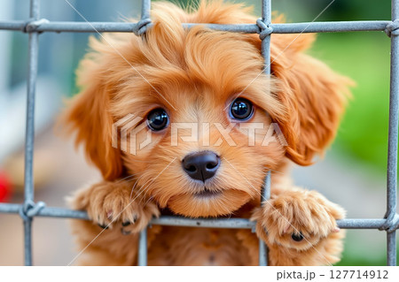 A small brown dog behind a metal fence A small brown dog behind a metal fence 127714912