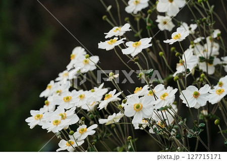 白いシュウメイギクの花 127715171