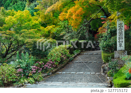 善峯寺の参道に咲く秋明菊 善峯寺の参道に咲く秋明菊 127715172