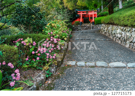 善峯寺の参道に咲く秋明菊 善峯寺の参道に咲く秋明菊 127715173