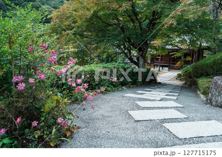 善峯寺の参道に咲く秋明菊 阿弥陀堂 善峯寺の参道に咲く秋明菊 阿弥陀堂 127715175