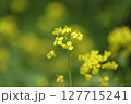菜の花 127715241