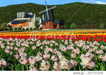 春風にそよぐチューリップと風車の丘 127715242