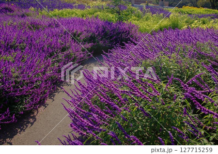 アメジストセージの溢れる花畑のある風景　花(10月)アメジストセージ43 127715259