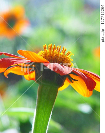 鮮やかなオレンジ色のチトニアの花　花(10月)チトニア01V3.4 127715264