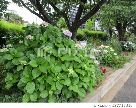 紫陽花の花和ませる 127715316