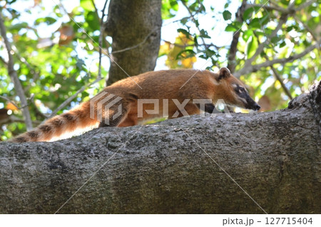 アカハナグマ 127715404