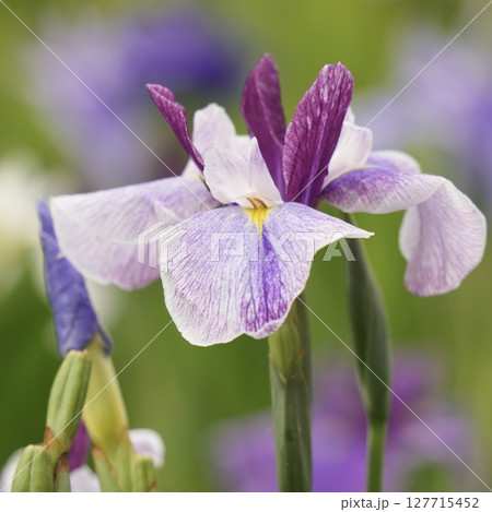 薄紫色とピンクのカラフルな花菖蒲と蕾 初夏 薄紫色とピンクのカラフルな花菖蒲と蕾 初夏 127715452