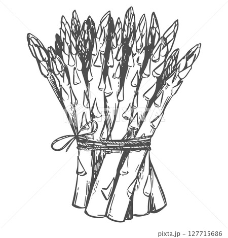 Vector sketch of bunch of asparagus shoots. Green sprouts are tied with rope. Linear ink drawing of healthy vegetable. Black and white linear Sparrowgrass illustration in engraving technique. 127715686
