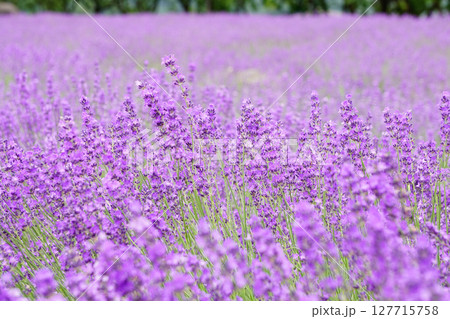 ラベンダーの花 ラベンダーの花 127715758