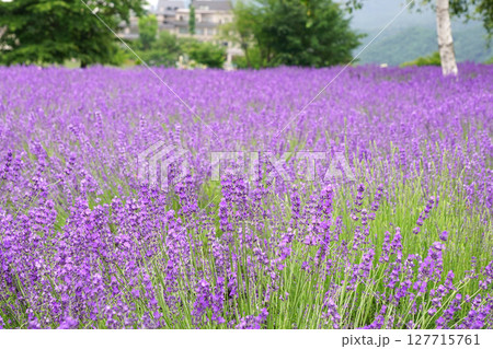 ラベンダーの花 ラベンダーの花 127715761