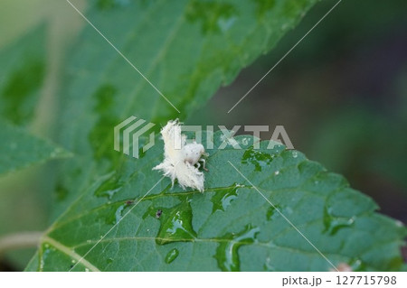 チュウゴクアミガサハゴロモの幼虫 127715798