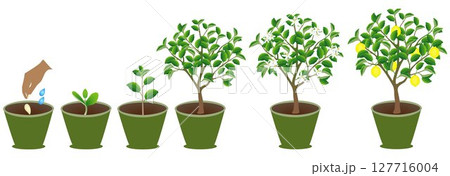 Growth cycle of lemon plant in a pot on white background. 127716004